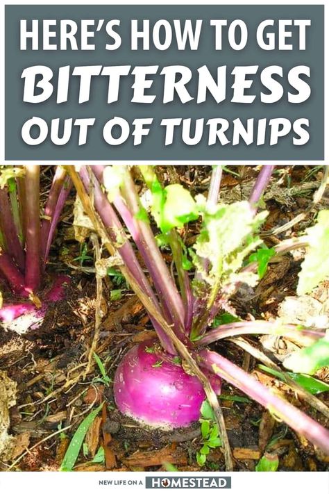 Turnips can be bitter for a number of reasons, but there's a number of ways to get rid of that taste. Here's how. #kitchen #tips #tricks #homesteading Cooking Turnips How To, How To Use Turnips, Cooked Turnips Recipe, How To Cook Turnips Recipes, What To Do With Turnips, Recipes For Turnips, Turnip Root Recipes, Canning Turnips, Turnips Recipe Southern Style