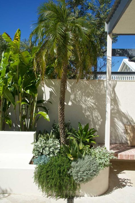 Palm Springs Curb Appeal, Palm Springs Plants, Modern Coastal Garden, Palm Plants Outdoor, Pigmy Date Palm, Palm Springs Front Yard, Palm Springs Exterior, Palm Tree Garden, Coastal House Exterior