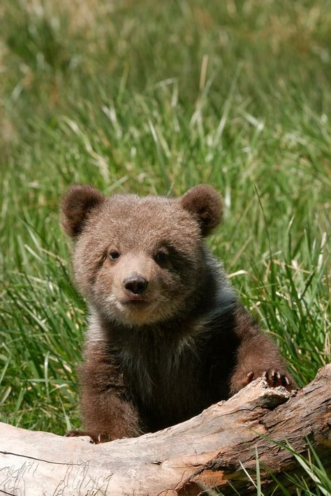 Grizzly Bear Cub, Bear Teddy, Bear Pictures, Bear Cub, Animals Cute, Bear Cubs, Bear Art, Grizzly Bear, Cute Animal Photos