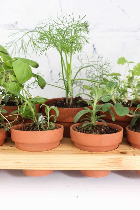 Countertop Herb Garden, Indoor Herb Garden Diy, Outdoor Herb Garden, Terra Cotta Pots, Diy Herb Garden, Indoor Herb, Modern Planter, Build Plans, Garden Stand