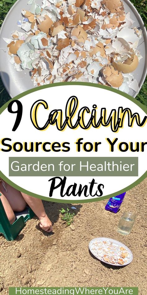 Calcium For Tomato Plants, Calcium For Plants, Pepper Plant Care, Plant Deficiencies, Diy Fertilizer, Planting Fruit Trees, Garden Board, Calcium Deficiency, Good Sources Of Calcium