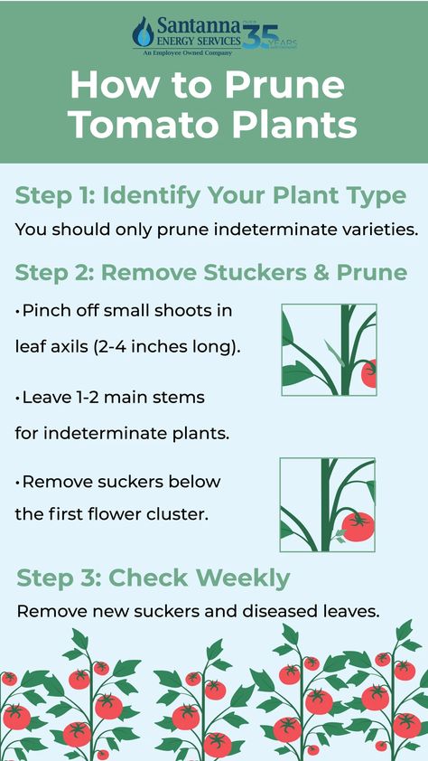 How to Prune Tomato Plants Prune Tomato Plants, Tomato Pruning, Homemade Cleaning Products, Tomato Plants, Types Of Plants, Home Projects, Tomatoes, Fun Diys, Crafts For Kids