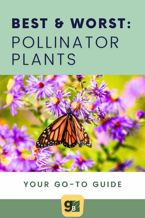 Elevate your garden beds with our top picks for attracting bees, butterflies, hummingbirds, and more. Explore annual and perennial plants to create a thriving pollinator garden in your own backyard (as well as a list of the worst). Read now to discover the best plants to attract pollinators and bring life to your garden! Best Pollinator Plants, Easy Garden Beds, Pollinator Garden Design, Mailbox Garden, Gardening Herbs, Butterfly Garden Plants, Front Yard Plants, Yard Plants, Herbs Plants