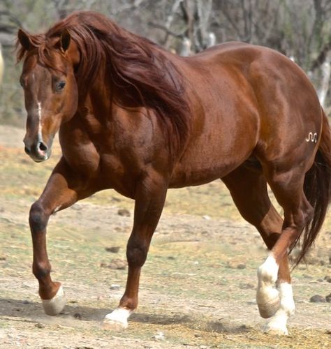 American Standardbred, Quater Horses, Chestnut Quarter Horse, Horse Oc, Curly Horse, Aqha Stallion, Aqha Horses, Quarter Horse Stallion, Homesteading Animals