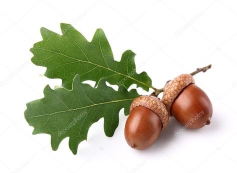 Dried Acorns, Acorn Leaf, Acorn And Oak, 강아지 그림, Oak Leaves, Draw On Photos, Paper Clay, Fruit And Veg, Autumn Garden