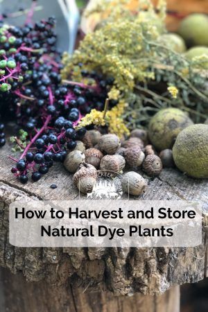 Harvesting Natural Dye Plants - Timber Creek Farm Acorn Dye, Plants Store, Plant Experiments, Dye Plants, Eco Dyeing Fabric, Diy Dye, Natural Dye Fabric, Eco Dyeing, Botanical Dyeing