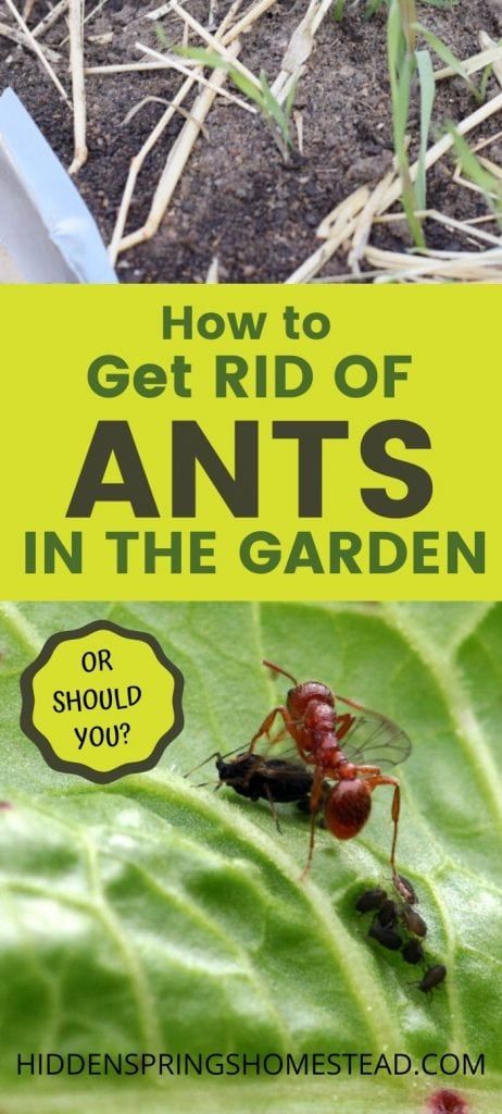 Ant Remedies, Ants In Garden, Growing Calendar, Slugs In Garden, Ant Spray, Ant Repellent, Kill Bugs, Bad Bugs, Red Ant