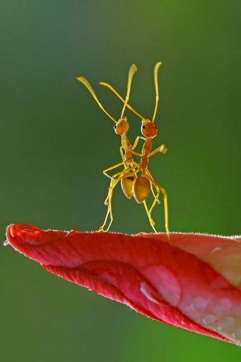 LOOK AT THESE DANCING ANTS! THEY’RE SO HAPPY TO KNOW EACH OTHER! | 27 Adorable Reminders That The World Isn’t Falling Apart Regnul Animal, A Bug's Life, Beautiful Bugs, Creepy Crawlies, Bugs And Insects, Amphibians, 귀여운 동물, Macro Photography, Amazing Nature