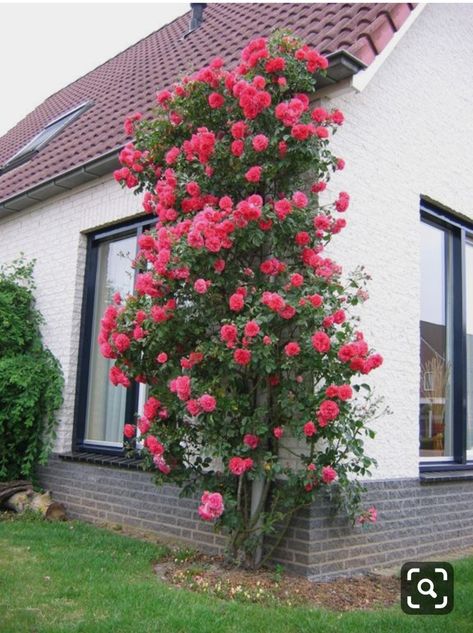 Climbing Roses On House, Thornless Climbing Roses, Yellow Climbing Rose, Red Climbing Roses, Rose Garden Landscape, Rose Plant Care, Rosen Beet, Rose Garden Design, Rose Trellis