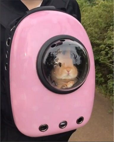 Space Bunny, Bunny Pet, Pet Rabbit Care, Pet Bunny Rabbits, Bunny Stuff, Bunny Care, Bunny Cages, Cute Bunny Pictures, Bunny Mom