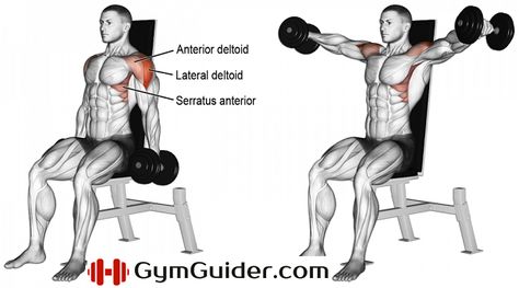 MEDIAL Seated Dumbbell Lateral Raises Dumbbell Lateral Raise, Best Shoulder Workout, Shoulder Training, Dumbell Workout, Lateral Raises, Workout Chart, Dumbbell Workout, Muscle Fitness, Shoulder Workout