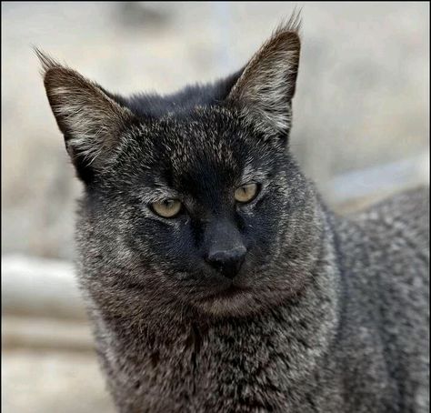 Jungle cat Chausie Cat, Wild Cat Species, Small Wild Cats, Sand Cat, Kitty Litter, Cat Species, Jungle Cat, Exotic Cats, Cat Family