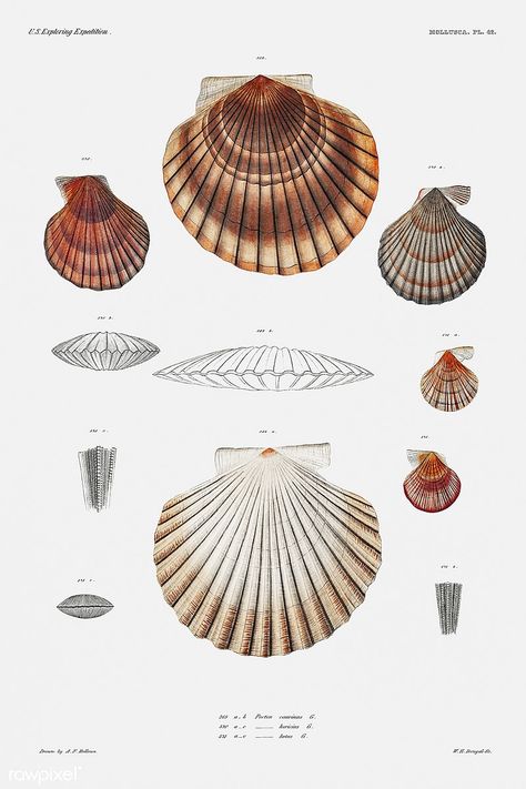 Clam Illustration, Shellfish Illustration, Shell Architecture, Clam Chair, Shell Illustration, Crab Illustration, Octopus Illustration, Shell Structure, Clam Shells