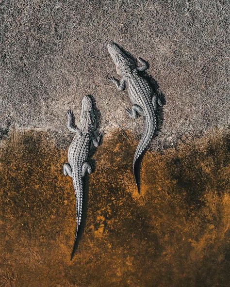 Animal Print Wallpaper, Aerial Arts, Cute Animals Images, Crocodiles, Reptiles And Amphibians, Drone Photography, Animal Wallpaper, Animal Tattoos, Animal Fashion