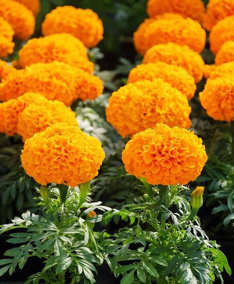 Aztec Marigold, Mexican Marigold, African Marigold, Yellow Marigold, Flower Growing, Lawn Service, Backyard Flowers, Flower Nail Designs, Marigold Flower