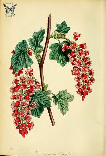 Flowering Currant (Ribes sanguineum var. flore-pleno). Paxton's Magazine of botany and register of flowering plants, vol. 12 (1839) [S. Holden] Flowering Currant, Ribes Sanguineum, Harvard University, Flowering Plants, Plant Illustration, Old Book, Flower Illustration, Botanical Illustration, Garden Seeds