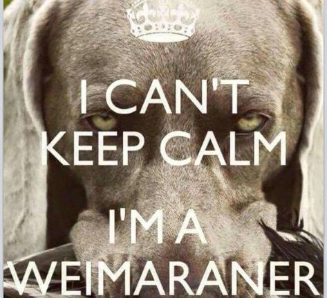 Weimaraner Puppies, Weimaraner Dogs, German Shorthair, Weimaraner, Dogs Of The World, Dog Stuff, Beautiful Dogs, Mans Best Friend, Dog Pictures