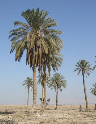 Phoenix Dactylifera, Tropical Africa, Missouri Botanical Garden, Dry Garden, Landscape Architecture Design, Tropical Islands, Phoenix, North Africa, Botany