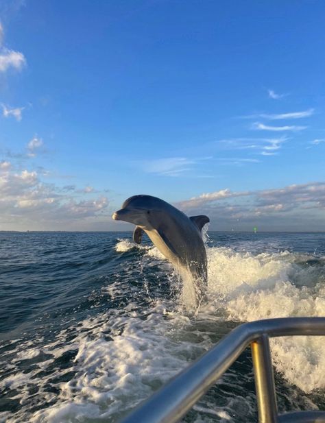 #dolfin #ocean #beach #boat #summer #summervibes #aesthetic Boat Summer, Wow Photo, Beach Boat, Ocean Girl, Beautiful Sea Creatures, Pretty Landscapes, Ocean Vibes, Marine Biology, Beautiful Sea