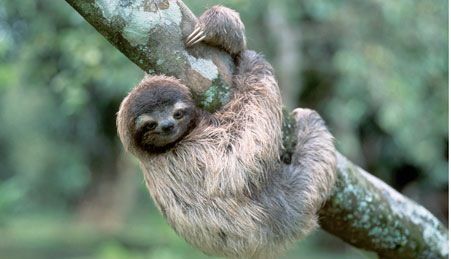 Sloth monkey, caught 1 one time, he was still holding on to a branch that had fallen/broken from a tree and on the ground. (DCJ) Sloth Hanging, Baby Sloth, Sloth