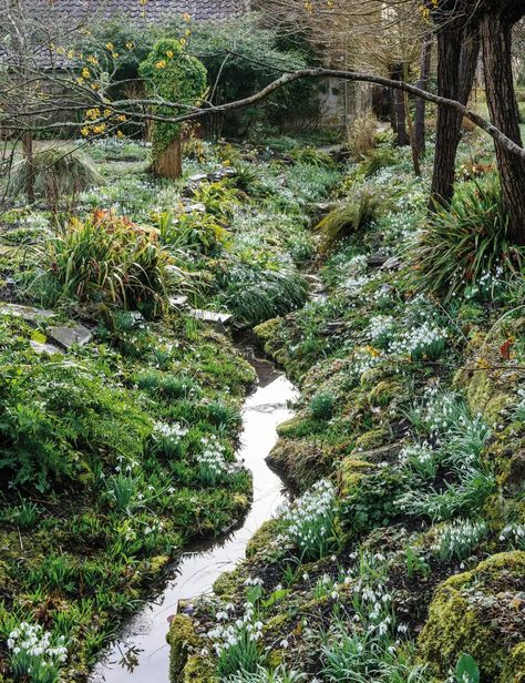 Drainage Ditch, Fish Garden, Manor Garden, Sunken Garden, Have Inspiration, Woodland Garden, Garden Styles, Japanese Garden, Dream Garden