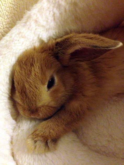 Bunny Has a Bed on Her Human's Desk So She Can Supervise from a Place of Comfort 2 Daily Bunny, Mini Pinscher, Fluffy Bunny, House Rabbit, Bunny Pictures, Pet Bunny, Funny Bunnies, Baby Bunnies