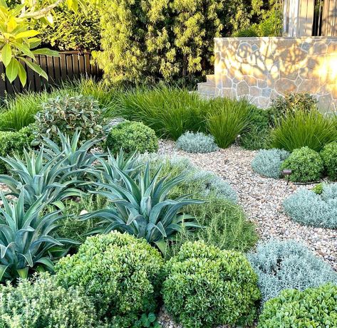 Pebble Rock Landscaping, Garden Grasses, Succulent Garden Outdoor, Succulent Landscape Design, Lawn Alternatives, Side Yard Landscaping, Australian Native Garden, Drought Tolerant Landscape, Rock Landscaping