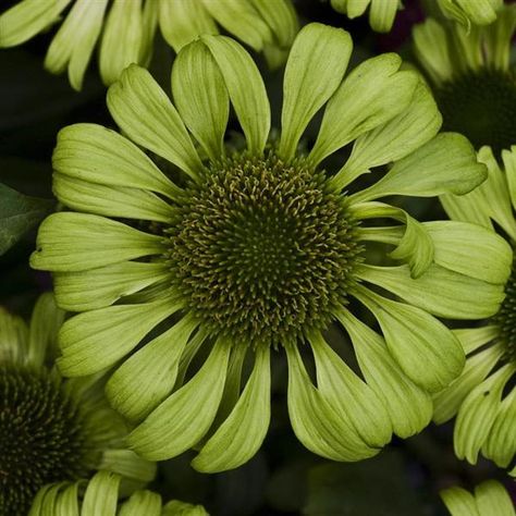 Echinacea Hula Dancer, Echinacea Big Kahuna, Echinacea Green Twister, Paradiso Super Duper Echinacea, Echinacea Green Jewel, Echinacea Purpurea, Summer Plants, Fragrant Flowers, Drought Tolerant