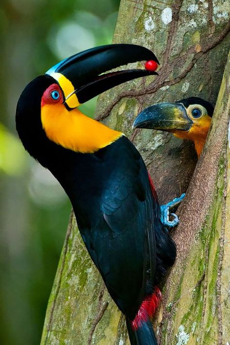 20 bird mothers taking care of their babies in astounding ways – Page 8 of 20 – InspireMore Baby Toucan, Regard Animal, Most Beautiful Birds, Colorful Bird, Baby Bird, Exotic Birds, Amazing Animals, Pretty Birds, Colorful Birds