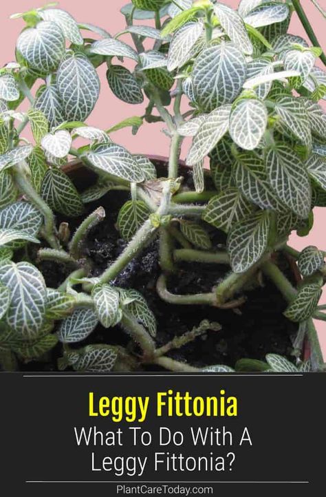 Why Is My Fittonia Getting Leggy - What To Do? Fittonia Plant Care, Fittonia Plant, Houseplant Tips, Regrow Vegetables, Flower Tips, Green Backyard, Nerve Plant, Black Thumb, Plant Hacks