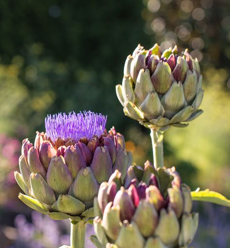 English Garden Cottage, Woodinville Washington, Artichoke Flower, Wildflowers Garden, Flowers In Season, Flower Growing, Colour My World, Moss Covered, Wildflower Garden