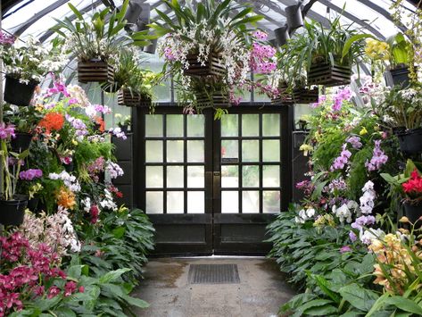 Orchid House Ideas, Orchid Room, Courtney Williams, Orchid Nursery, Cheap Greenhouse, Room Plants, Greenhouse Supplies, Orchid House, Green House Design