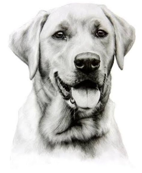 Dogs Pencil Drawing, Labrador Pencil Drawing, Labrador Retriever Sketch, Dog Pyrography, Labrador Sketch, Labrador Tattoo, Labrador Drawing, Dog Pencil Drawing, Dog Memorial Tattoos