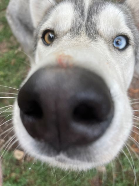 a dog with heterochromia Dog With Heterochromia, Dogs With Heterochromia, Nurse Character, Manifesting Life, Dark Summer, Bachelor's Degree, Fluffy Dogs, Good Boy, My Boyfriend