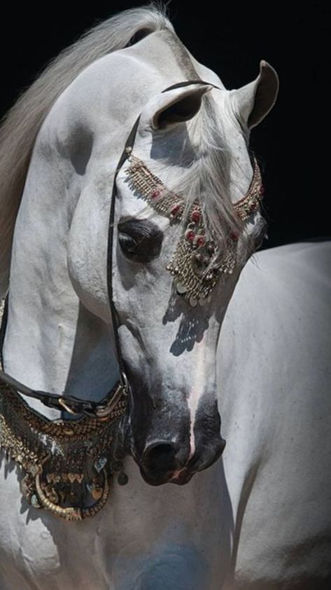 Arab Horse, Egyptian Arabian Horses, Arabian Stallions, Beautiful Arabian Horses, Horse Wallpaper, Arabian Beauty, Most Beautiful Horses, Horse Face, Majestic Horse