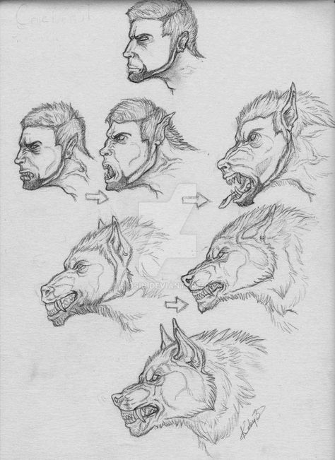 Wolf Transformation, Werewolf Transformation, Werewolf Drawing, Some Sketches, Werewolf Art, Makeup Eyes, Mythical Creatures Art, Mythological Creatures, Animal Sketches