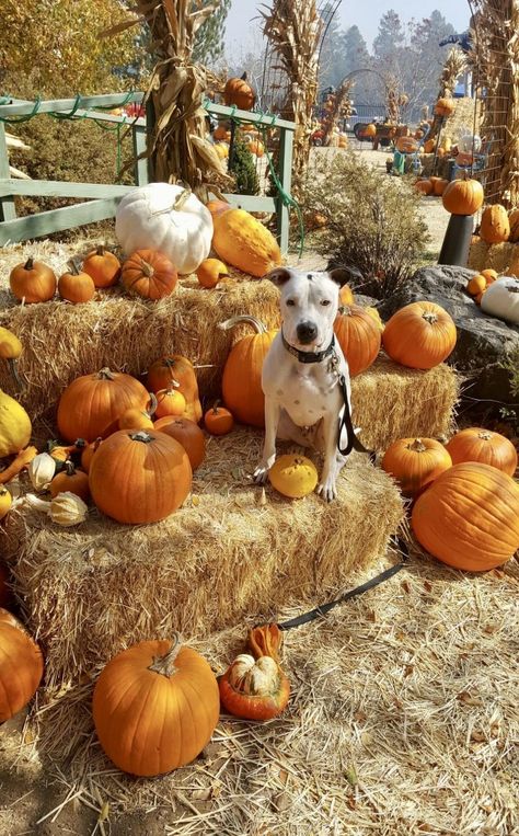 Pumpkin Patch Photoshoot With Dog, Dog Pumpkin Patch Pictures, Fall Dog Photos, All Shall Be Well, Pumpkin Patch Photoshoot, Pumpkin Patch Pictures, Dog Pumpkin, Dog Photoshoot, Fall Dog