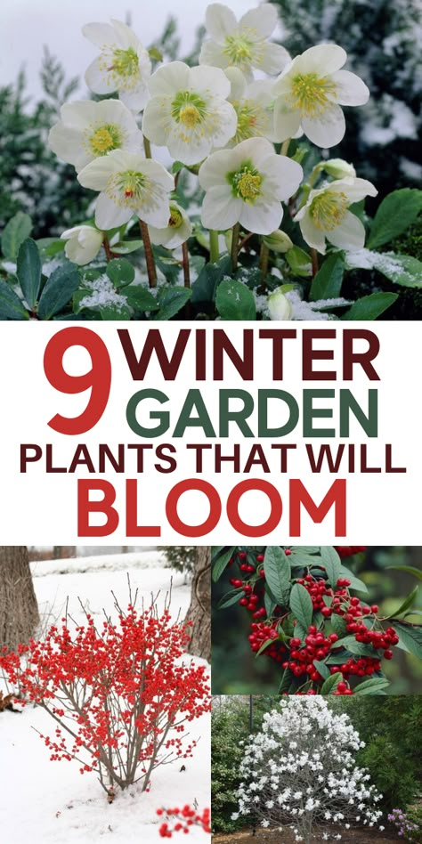 Winter Flowers Garden, Winter Plants, Blooming Plants, Garden Yard Ideas, Winter Flowers, Flowers Wallpaper, Autumn Garden, Decoration Christmas, Lawn And Garden