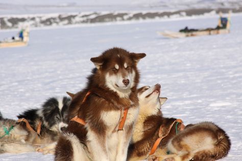 Greenland Dog, Dog Sled, Sled Dogs, Sled Dog, Wolf Photos, Snow Dogs, Pretty Dogs, Pretty Animals, Wild Dogs