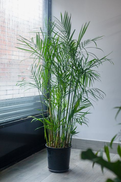 15 Air-Purifying Plants to Cleanse Your Space of Chemicals and Toxins | Architectural Digest Bamboo Palm Plant, Bamboo Palm Indoor, Chinese Bamboo Plant, Humidity Plants, Outdoor Aviary, Farm Plants, Plant Vibes, Palm Plants, Cleanse Your Space