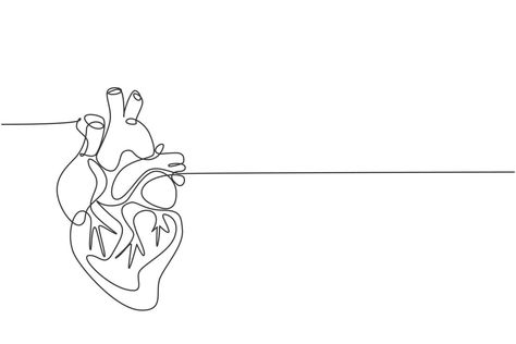 Heart Organ Tattoo, Medicine Tattoo Ideas, One Line Heart, Medicine Tattoo, Anatomical Heart Drawing, Internal Anatomy, One Continuous Line Drawing, Continuous Line Tattoo, Heart Organ