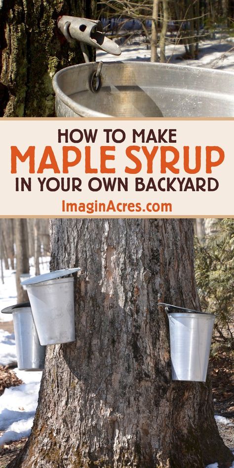 images of maple syrup taps on trees with text overlay that reads how to make maple syrup in your own backyard learn more at imaginacres dot com Maple Sugaring Activities, Canning Syrup, Maple Syrup Tree, Maple Syrup Taps, Maple Tapping, Tapping Maple Trees, Homemade Maple Syrup, Maple Sugaring, Maple Leaf Cookies