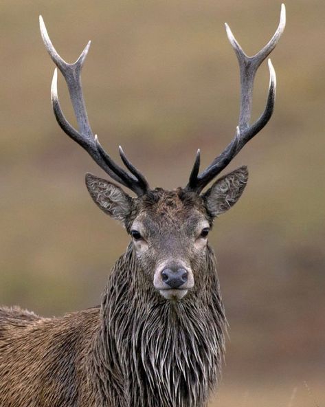 animals on Instagram: “There are over 60 different species of deer worldwide. Deer are present on all continents except Antarctica. They can live in a range of…” Stag Photo, Deer Portrait, Deer With Antlers, Hirsch Silhouette, Deer Face, Deer Wallpaper, Deer Horns, Wild Deer, Deer Photos