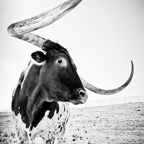 You Feelin Lucky? | Looking Out (Texas) | Flickr Nguni Cows, Nguni Cattle, Long Horns, Cow Photography, Longhorn Cattle, Longhorn Cow, Cow Painting, Cowboy Art, Cow Art