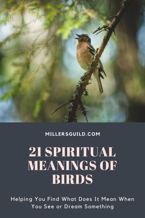 21 Spiritual Meanings of Birds Sparrow Meaning, Robin Meaning, Birds Spiritual Meaning, Sparrow Symbolism, Animals Symbolism, Animal Art Reference, Bird Meaning, Blue Sparrow, Feather Tattoo Meaning