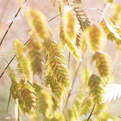 Chasmanthium latifolium (Northern Sea Oats)   Growing Conditions: Full sun or part shade and well-drained soil   Size: To 3 feet tall  Zones: 5-9 Native to North America - This fast-spreading species is loved for its interesting seed heads, which hang off the stems and look like wind chimes. Note: It is a fast spreader, so plant with care. Northern Sea Oats, Blue Oat Grass, Mexican Feather Grass, Blue Fescue, Sea Oats, Japanese Forest, Fountain Grass, Seed Heads, Grasses Landscaping