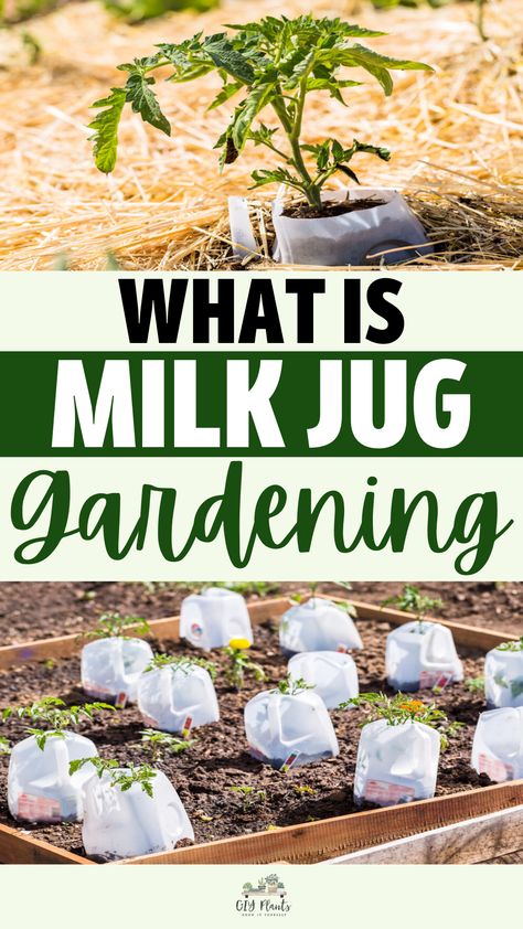 What Is Milk Jug Gardening? Milk Jug Gardening, Winter Sowing Seeds Milk Jug, Apartment Farming, Winter Sowing Seeds, Milk Jugs Garden, Garden Allotment, Gardening Knowledge, Green Onions Growing, Winter Sowing