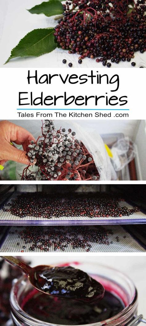 15+ Immunity Boosting Elderberry Recipes for Winter Preserving Elderberries, Harvesting Elderberries, Foraging Tips, Kitchen Shed, Preserving Recipes, Elderberry Recipes, Wild Food Foraging, Foraging Recipes, Foraged Food