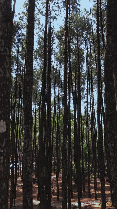 Mangunan Pine Forest 🍃 #nature #forest #pine #yogyakarta Pine Forest Ooty Photography, Pine Forest Ooty, Road Photography, Munnar, Ooty, Forest Nature, Nature Forest, Birthday Template, Tree Forest