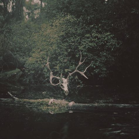 Wolf Cryptid, Arwen Aesthetic, Haunted Aesthetic, Yellowjackets Aesthetic, Kai Aesthetic, Forest God, Dark Naturalism, Vulture Culture, Dark Nature Aesthetic